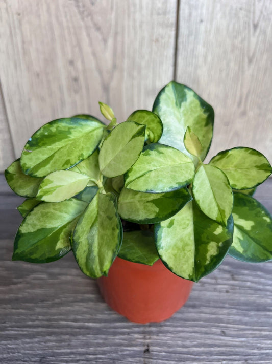 Hoya Australis Lisa in 4" Pot