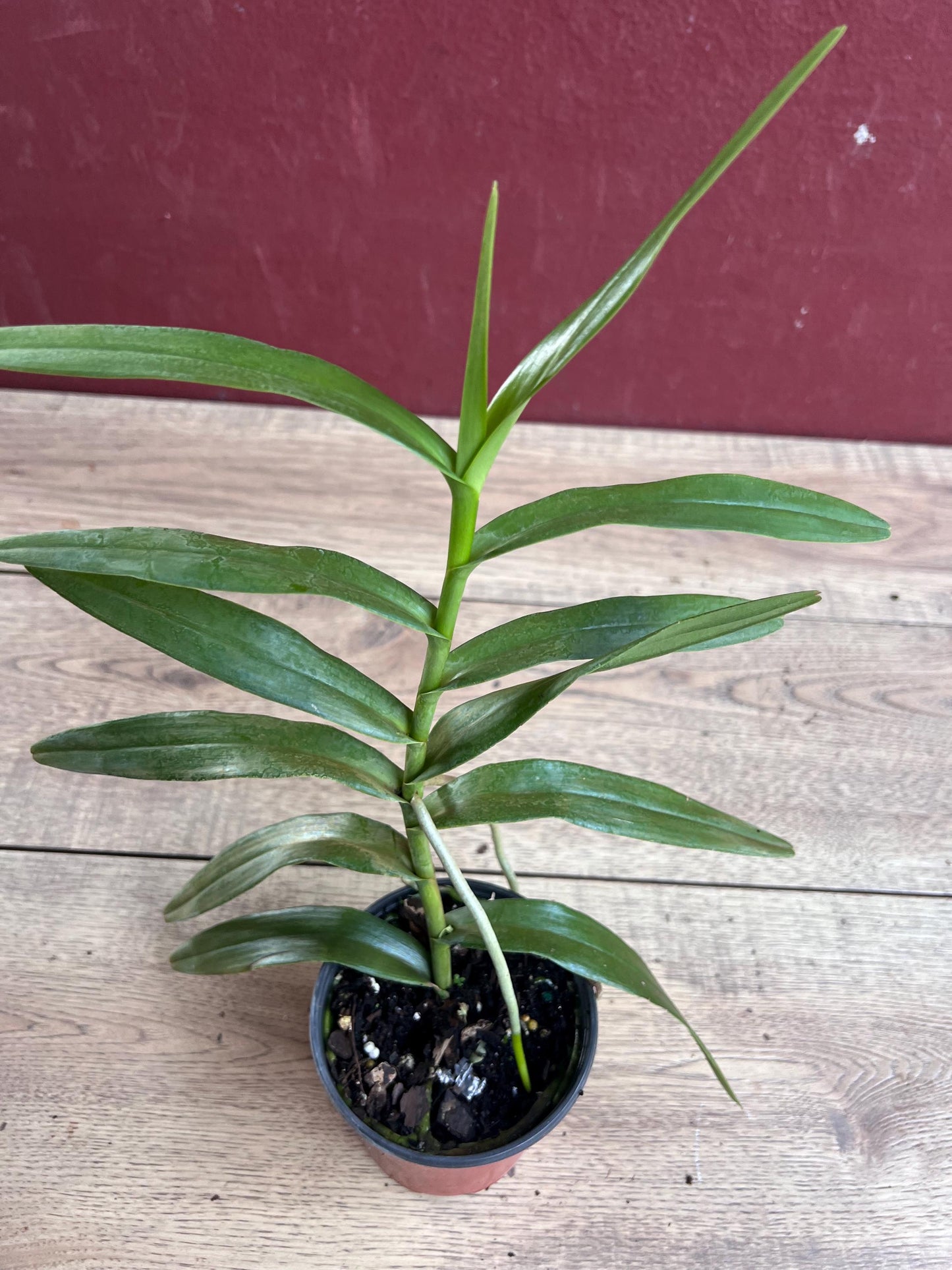 Scorpion orchid in 4" Pot, Arachnis,  Aranda orchid