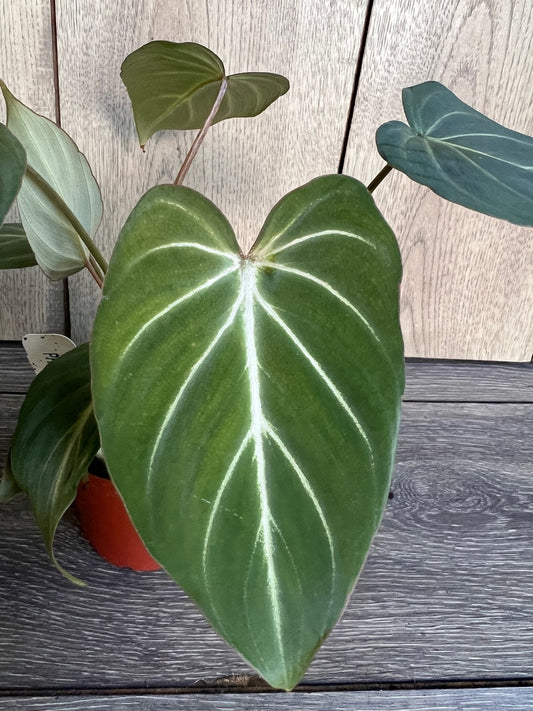 Philodendron gloriosum in 4" pot,