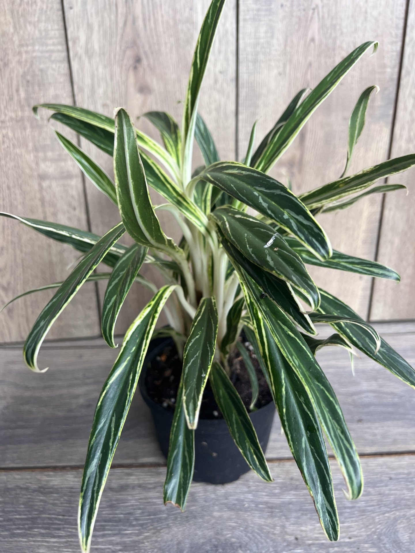 Aglaonema commutatum Rice in 6" Pot