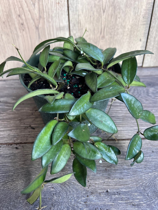 Hoya Crassipetiolata 6" Pot