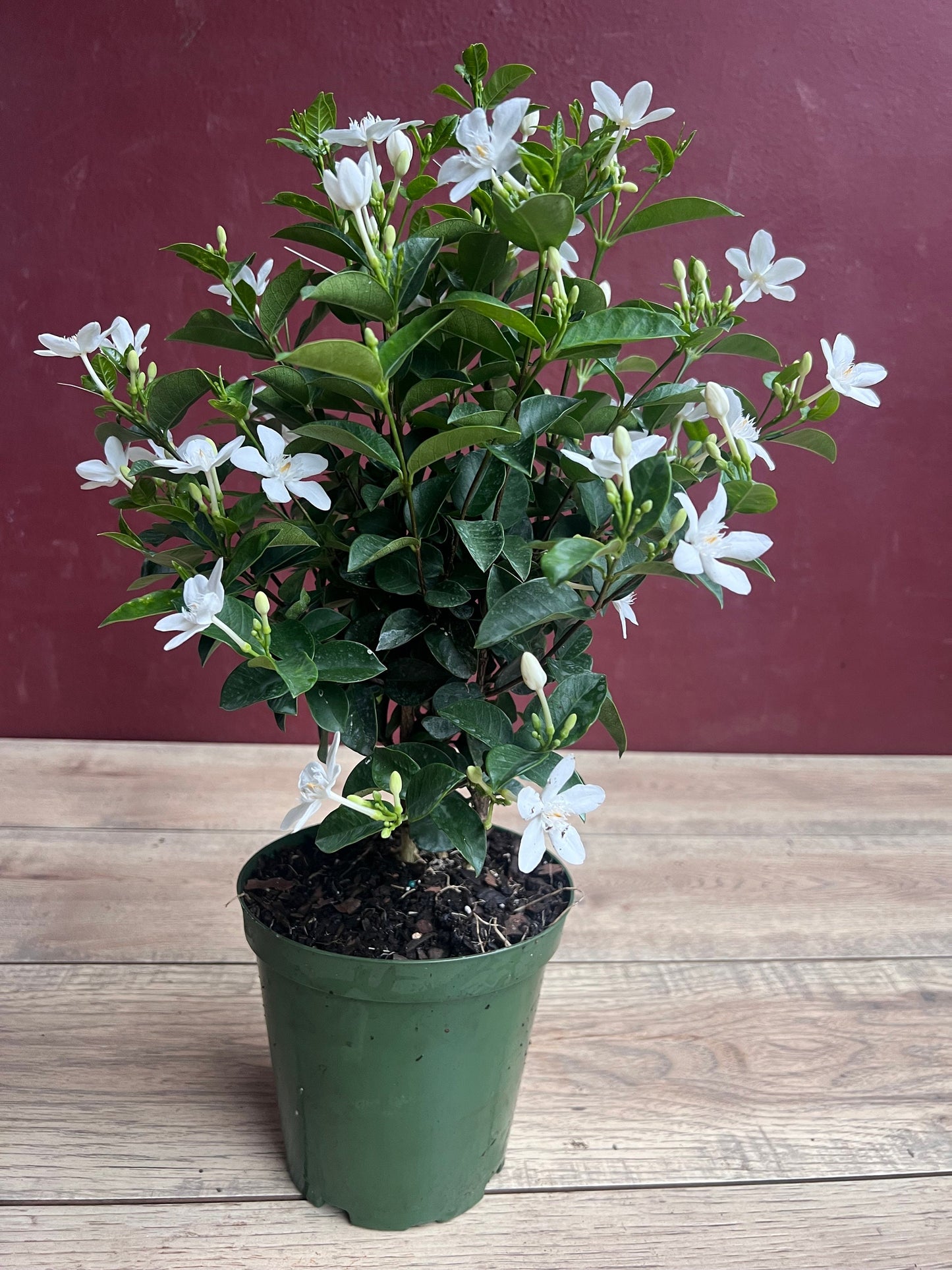 Asian Snow Jasmine in 6" Pot, house plant, indoor plant, outdoor plant