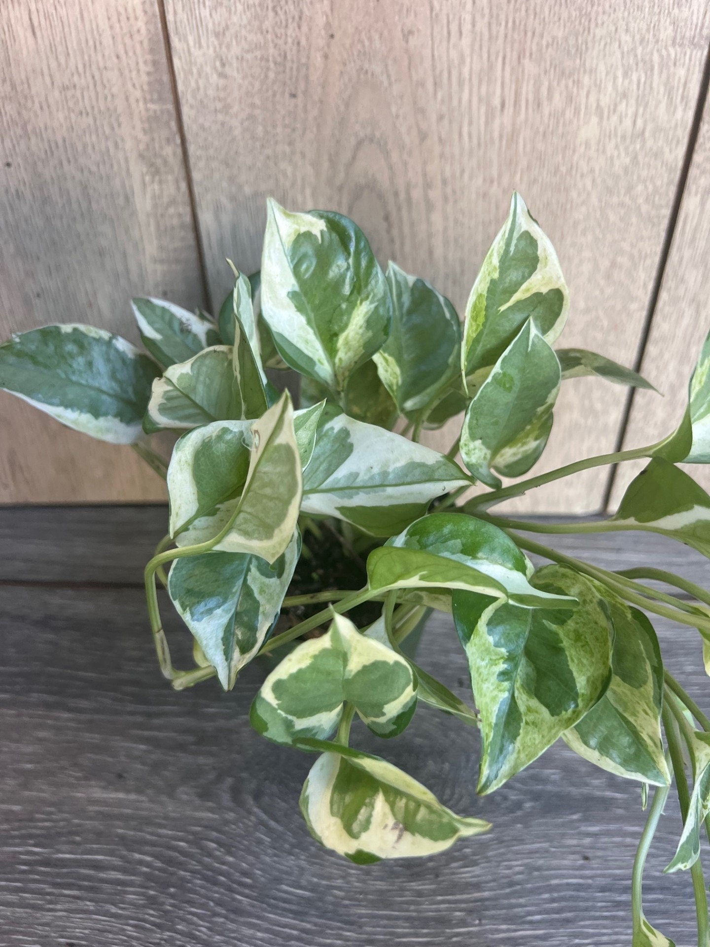 N’Joy pothos , Epipremnum aureum,  Devil’s Ivy in 4" pot, Njoy