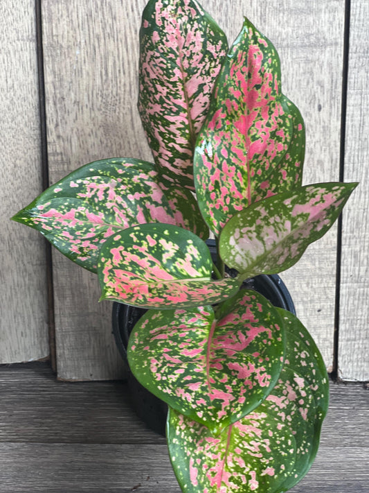 Aglaonema Wishes (Red Valentine) 4" Pot