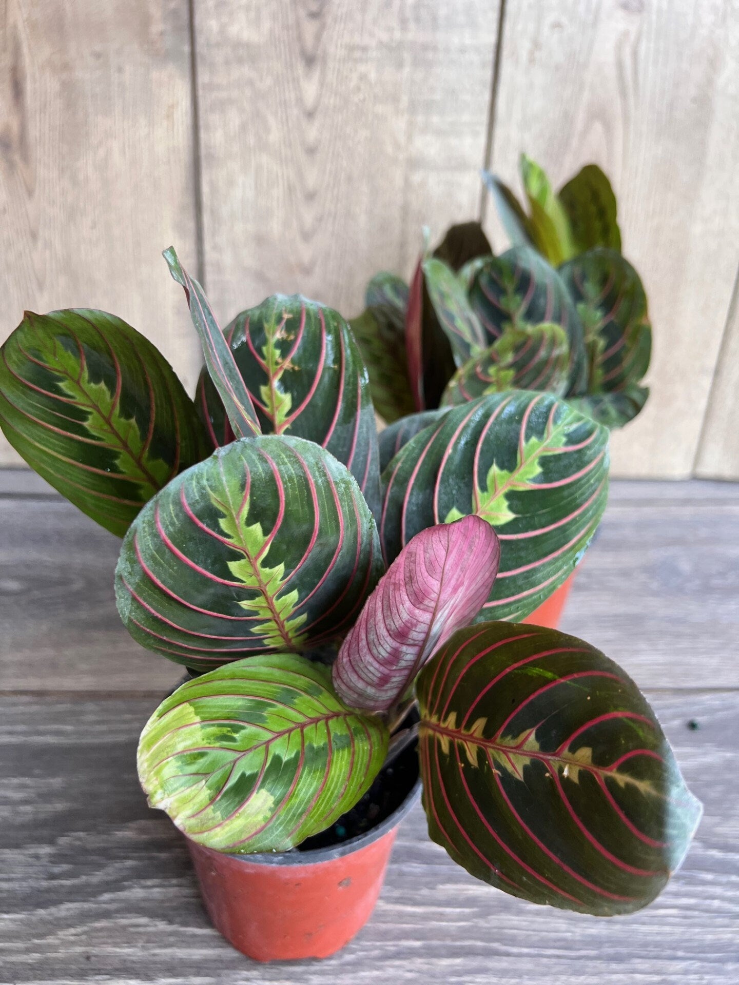 Maranta Red in 4" Pot