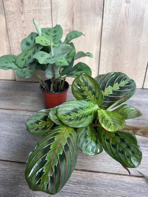 Maranta Red in 4" Pot