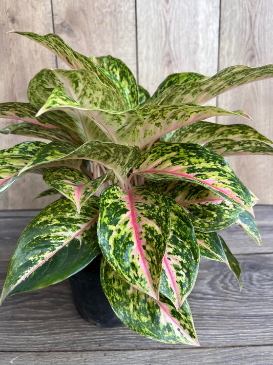 Aglaonema 'Two Tone Moonstone', Pink Aglaonema, Chinese Evergreen, Arum Plant, Live House Plant,  in 6" Pot