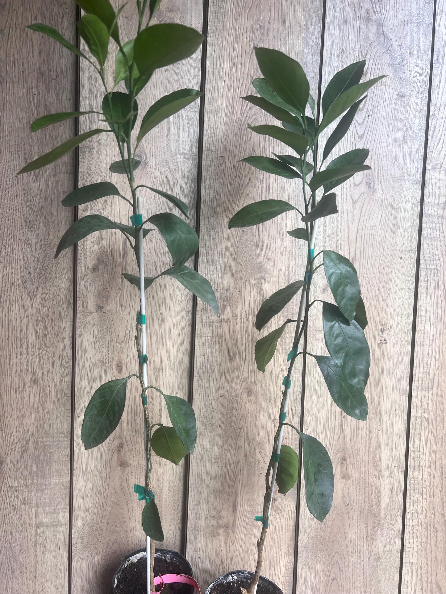 Owari Tangerine Tree in half Gallon Pot, Grafted, Cold Hardy,  Florida Shipping Only