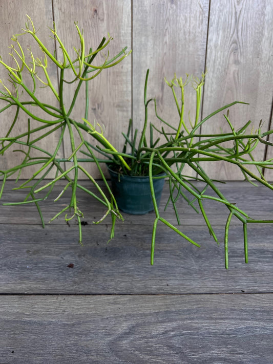 Euphorbia tirucalli, Pencil Cactus in 6" Pot