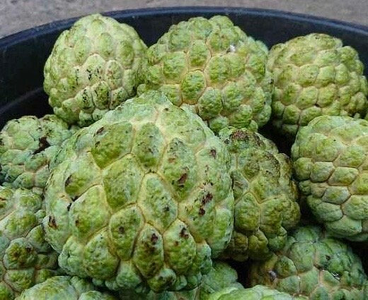 Sugar Apple in 4" pot , Srikaya, Annona Squamosa, Sweetsop Tree