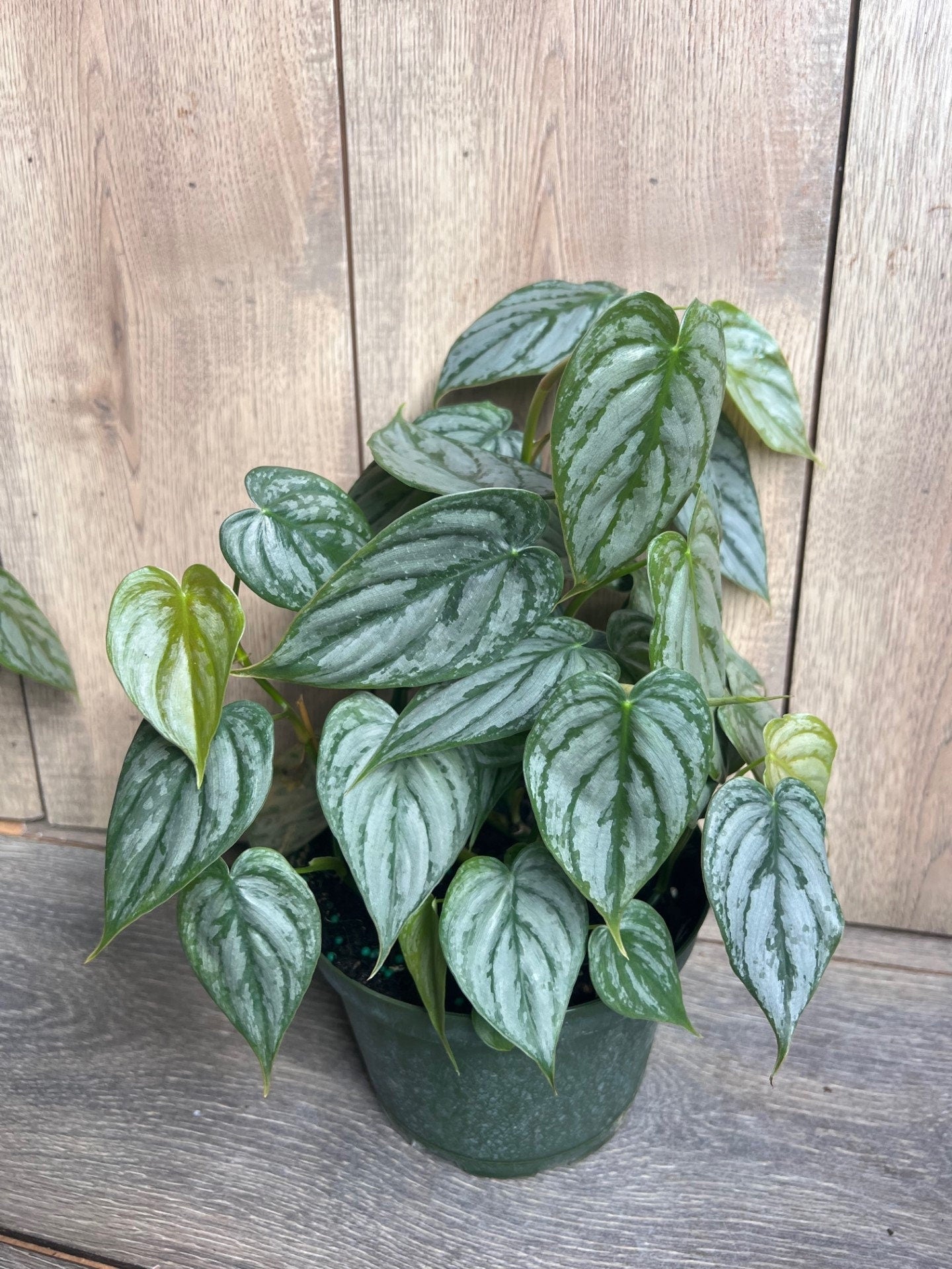 Philodendron "Brandi" , Philodendron Brandtianum in 6" Pot