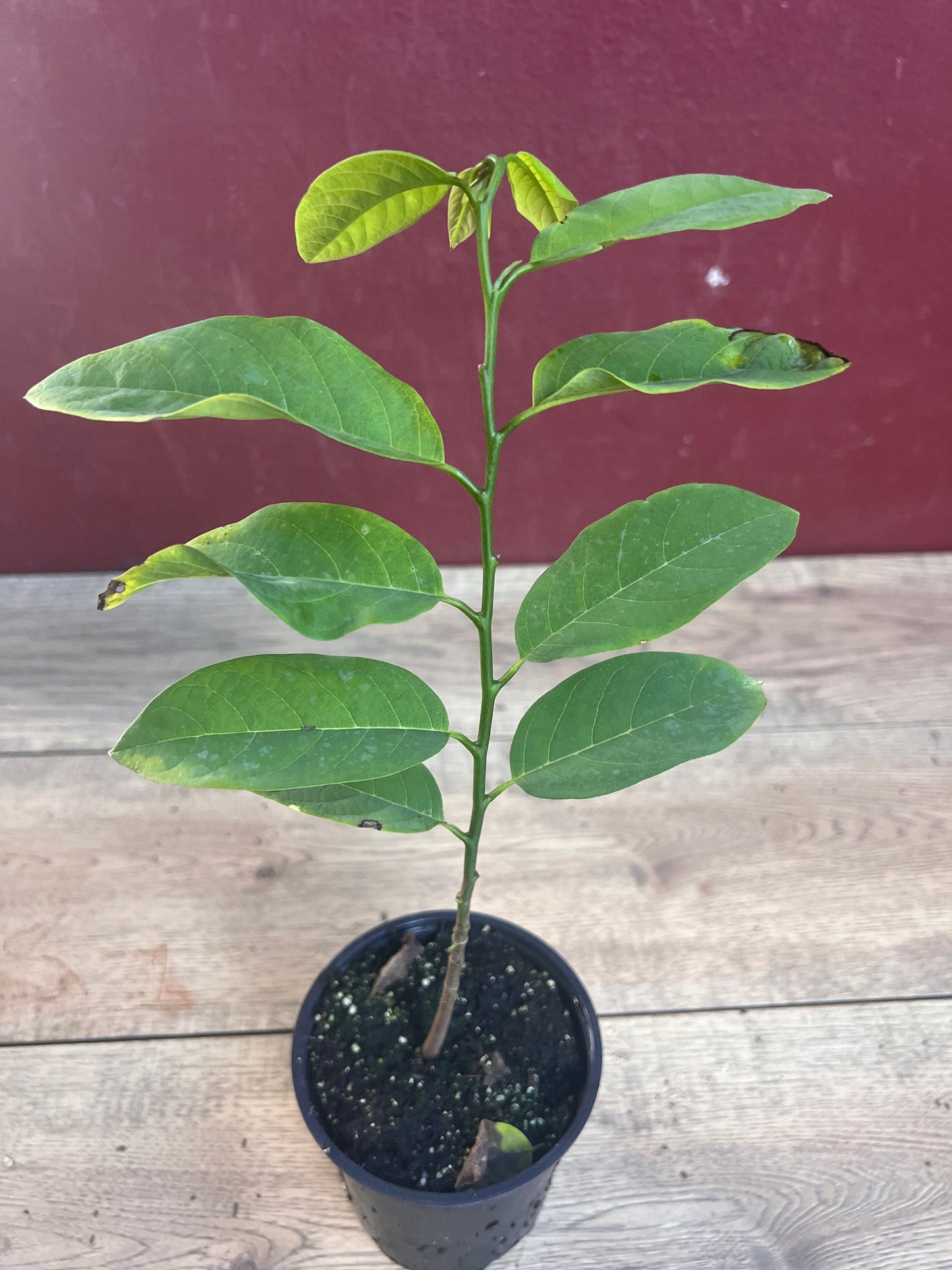 Sugar Apple in 4" pot , Srikaya, Annona Squamosa, Sweetsop Tree