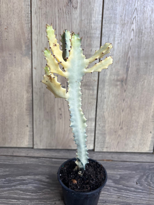 Ghost cactus | White variegated euphorbia lactea | Rare Cactus in 4"