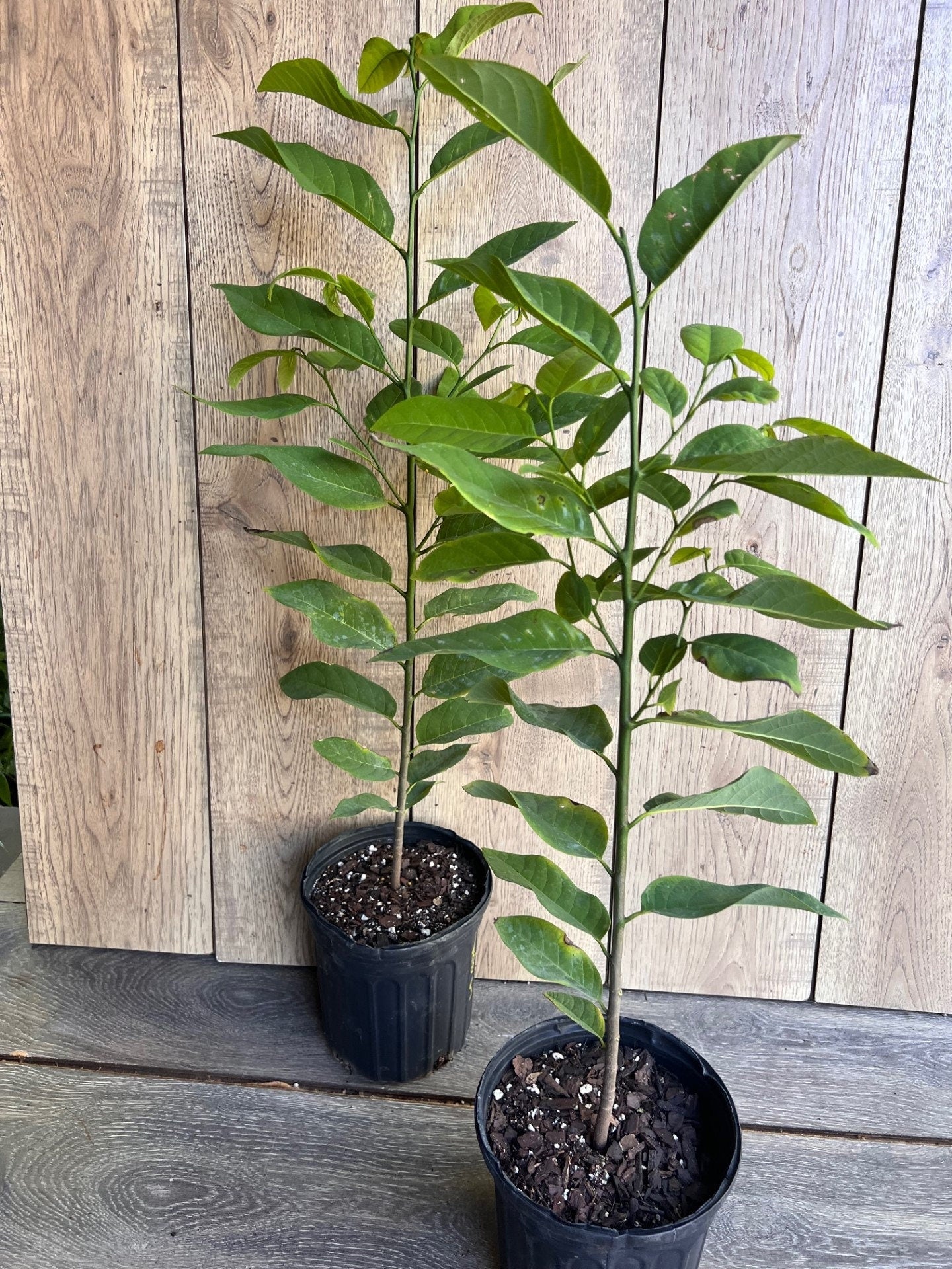 Sugar Apple in Half gallon pot , Srikaya, Annona Squamosa, Sweetsop Tree