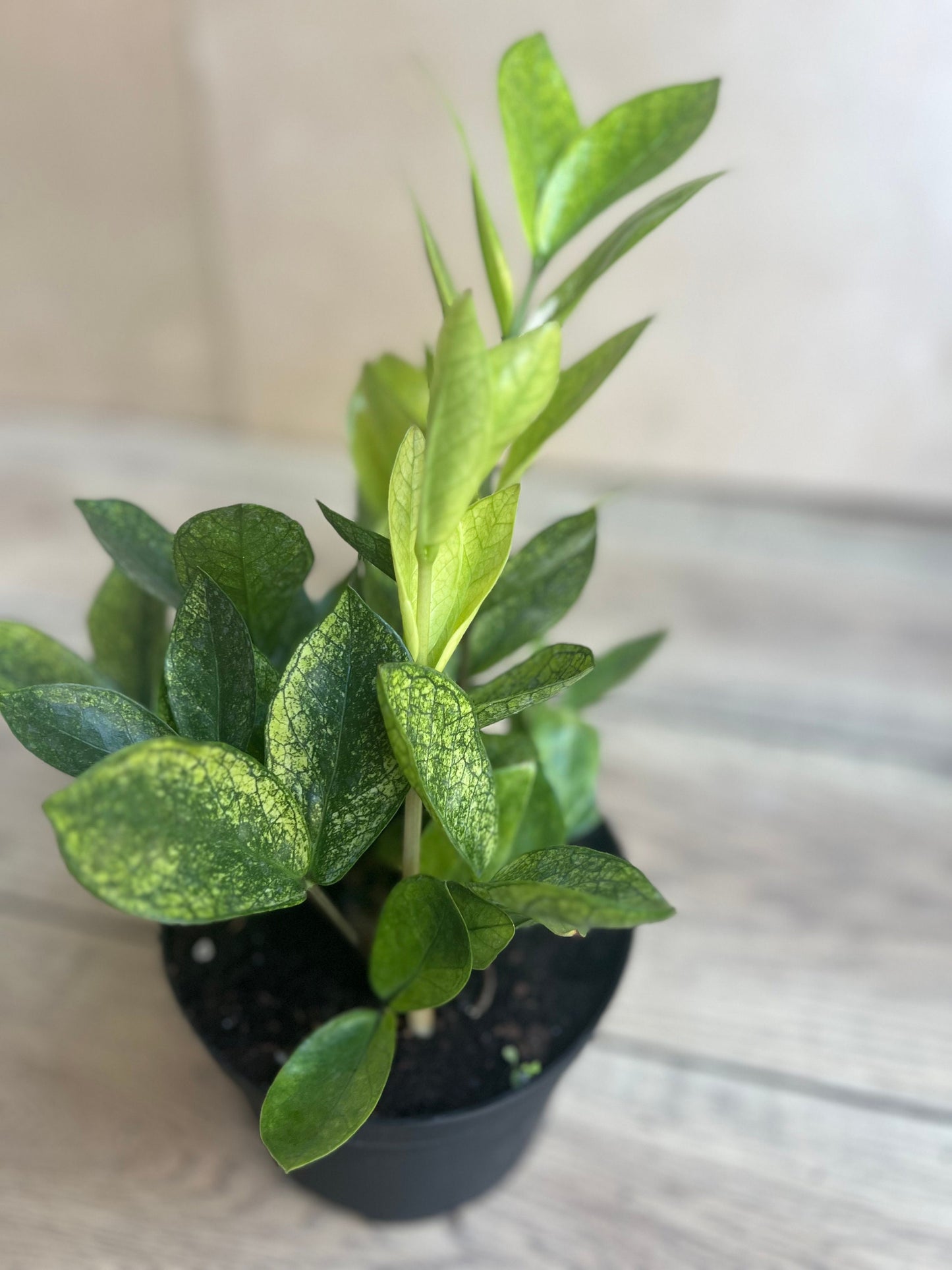 zz chameleon  in 6" pot,