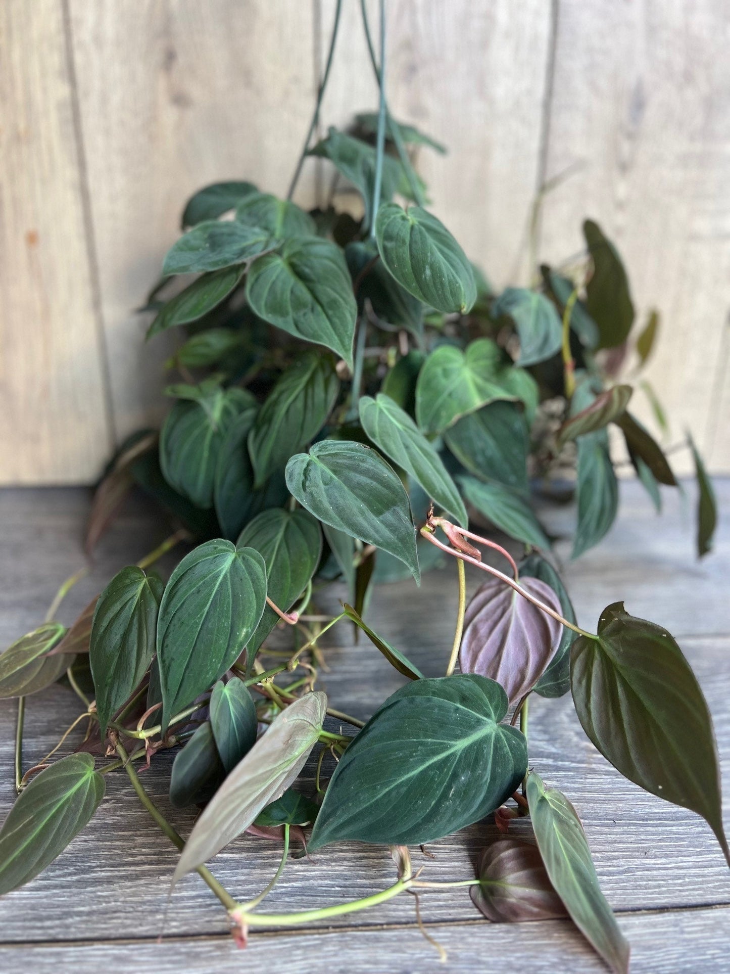 Philodendron Micans in 8'' HB pot