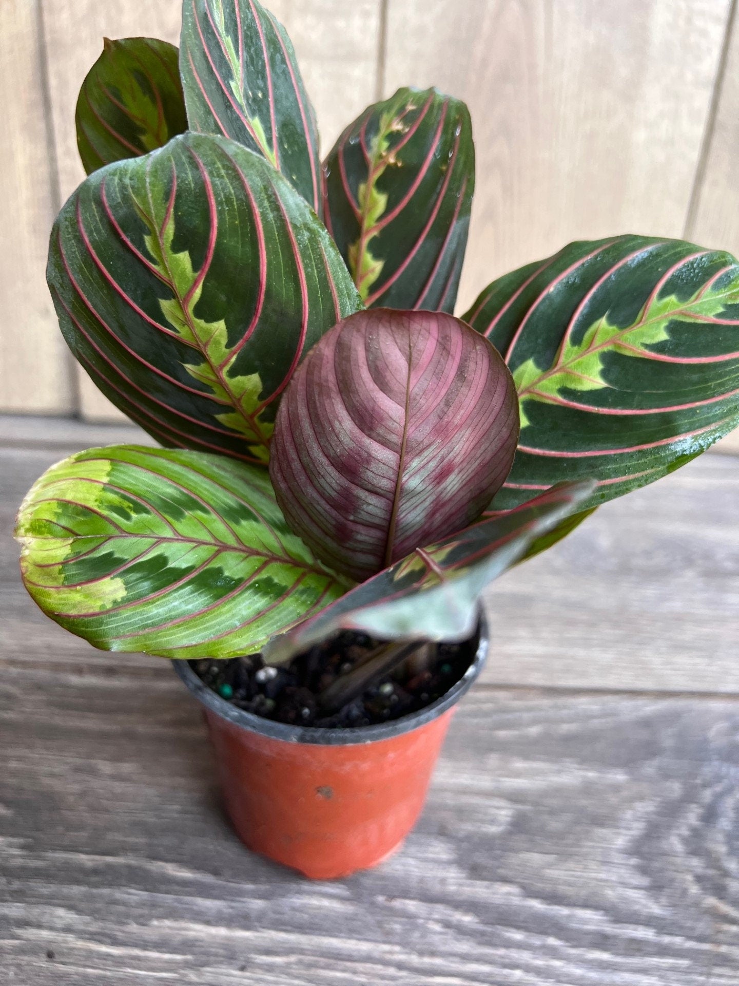 Maranta Red in 4" Pot