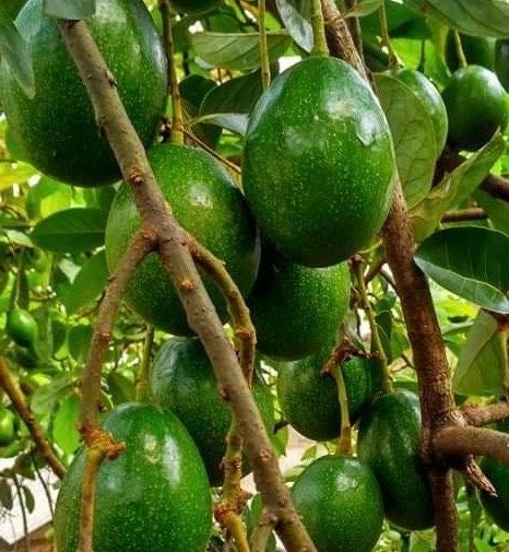 Simmonds avocado Tree  , Grafted in 3 Gallon Pot, No Ship to CA and HI