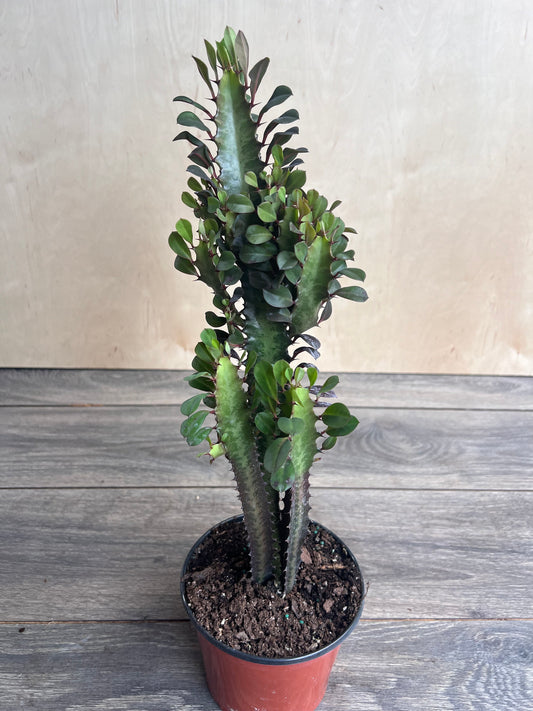 Trigona in 6", African Milk Tree, Cactus, Succulent, Live plant