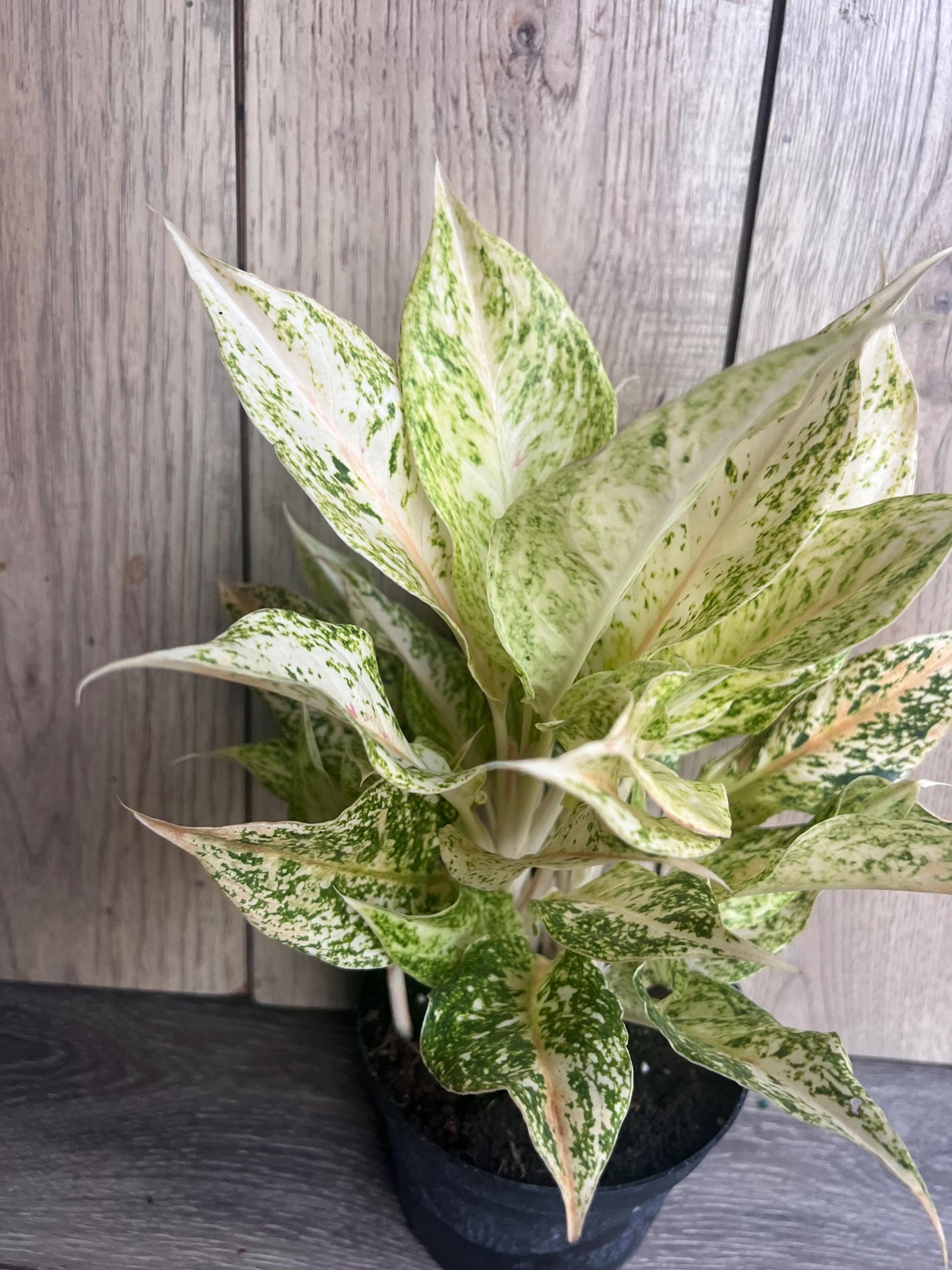 Aglaonema Lochai in 6", rare Aglaonema