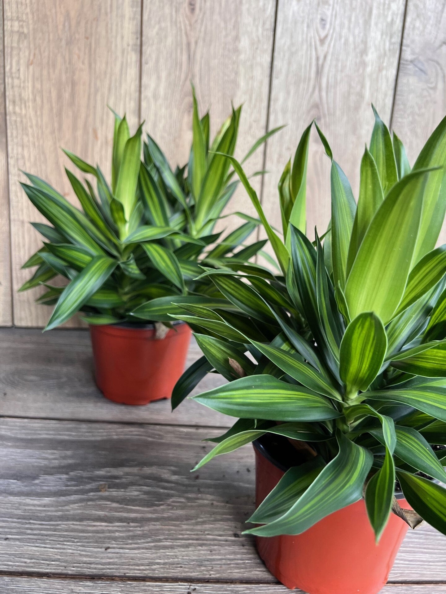 Song Of Jamaica in 6" Pot, Dracaena reflexa.