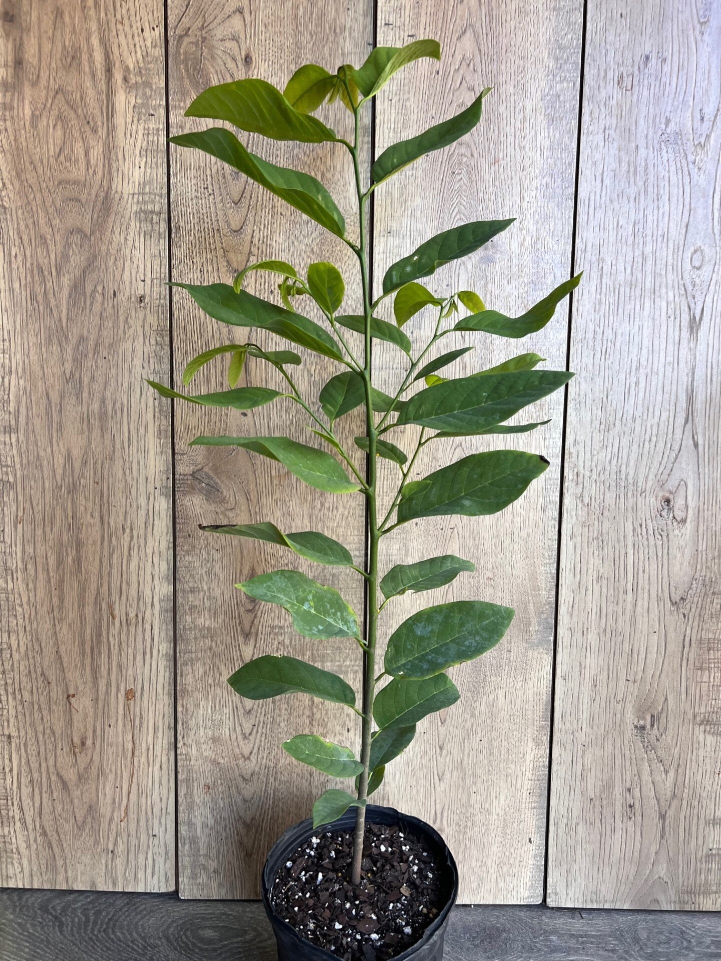 Sugar Apple in Half gallon pot , Srikaya, Annona Squamosa, Sweetsop Tree