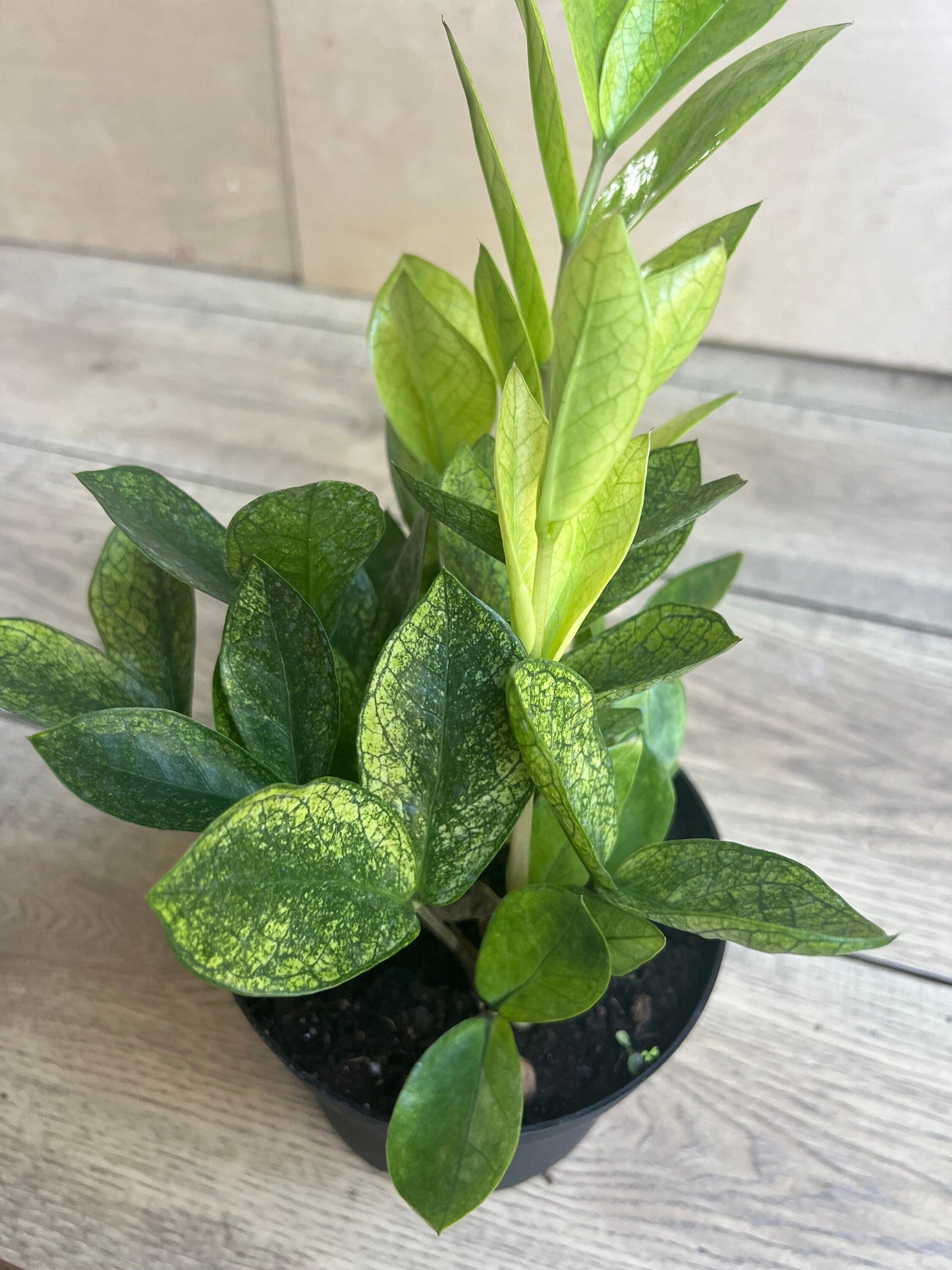 zz chameleon  in 6" pot,