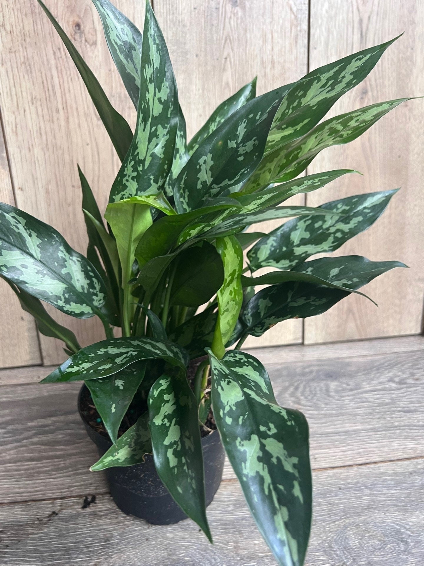 Aglaonema Maria, Aglaonema Tigress in 6" inches pot