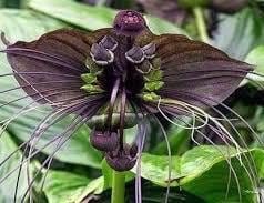 Tacca chantrieri, Bat flower in 6" pot, black bat Flower