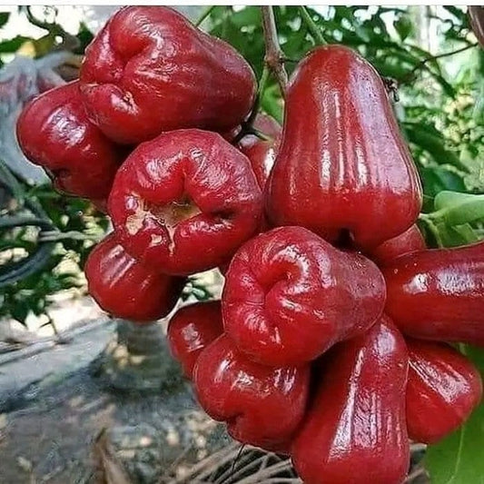 Red Wax apple, in 3 gallon, air layered, rose apple, jambu air, No Ship to CA and HI
