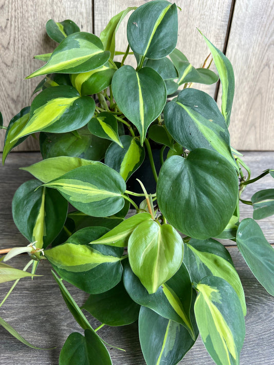Philodendron Brasil. in 6” pot, philodendron hederaceum,trailing plant, house plant, variegated heart shaped philodendron