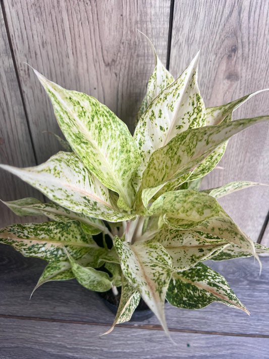 Aglaonema Lochai in 6", rare Aglaonema