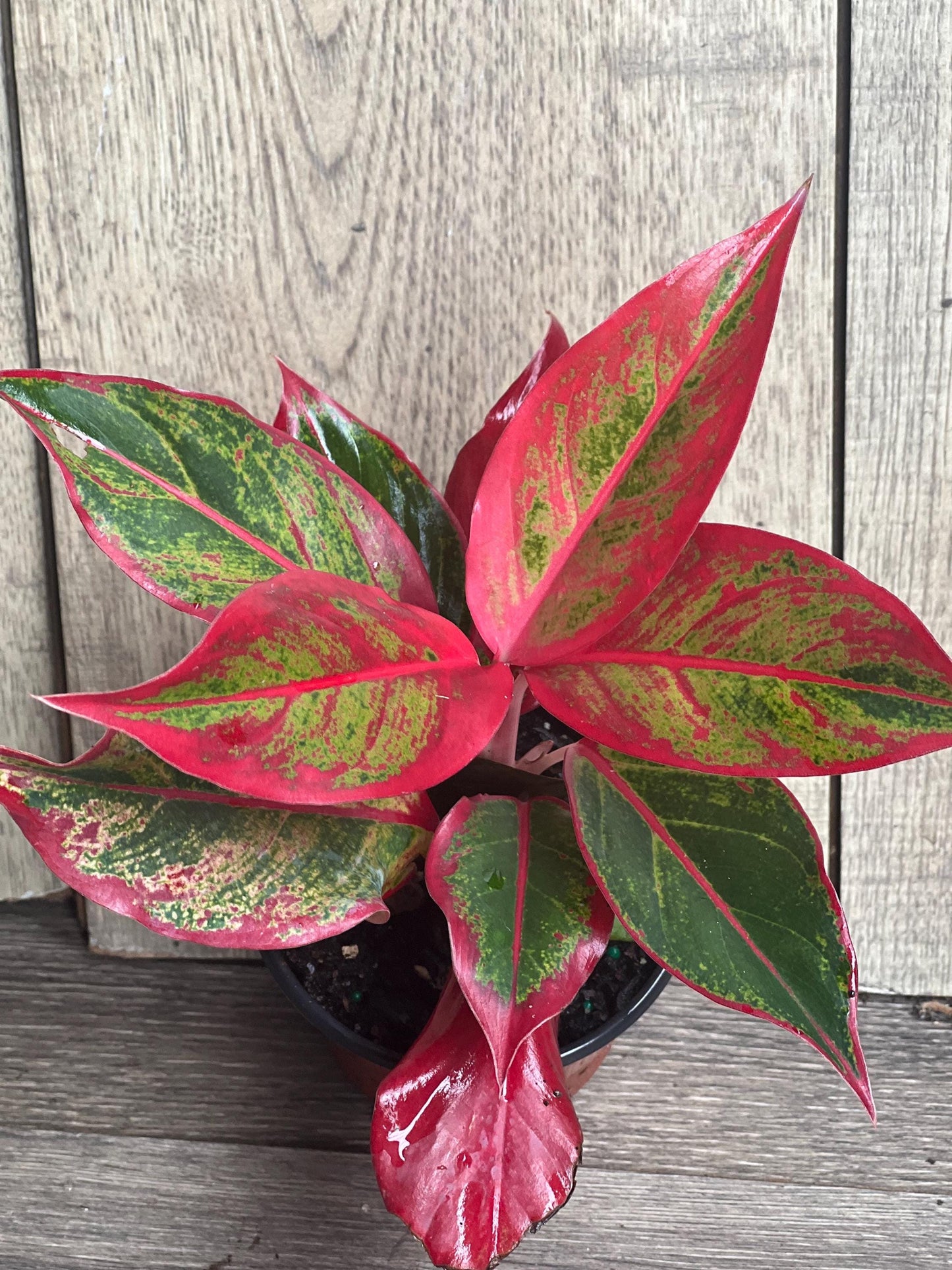 Aglaonema Red Creta in 4" Pot