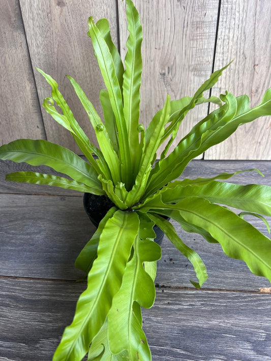 Asplenium Bird Nest Fern in 6" pot