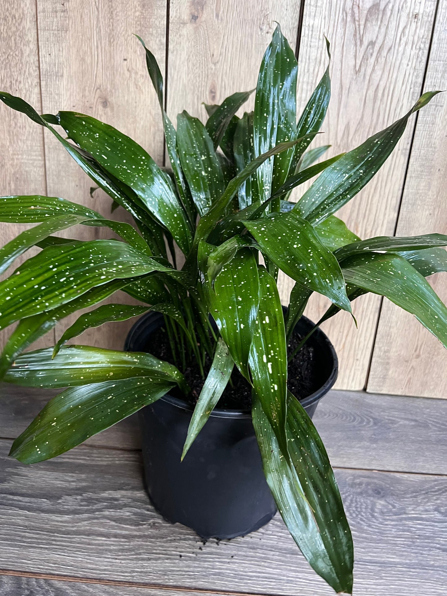 Aspidistra Elatior 'Milky Way'  in 10" pot, Cast Ireon Plant