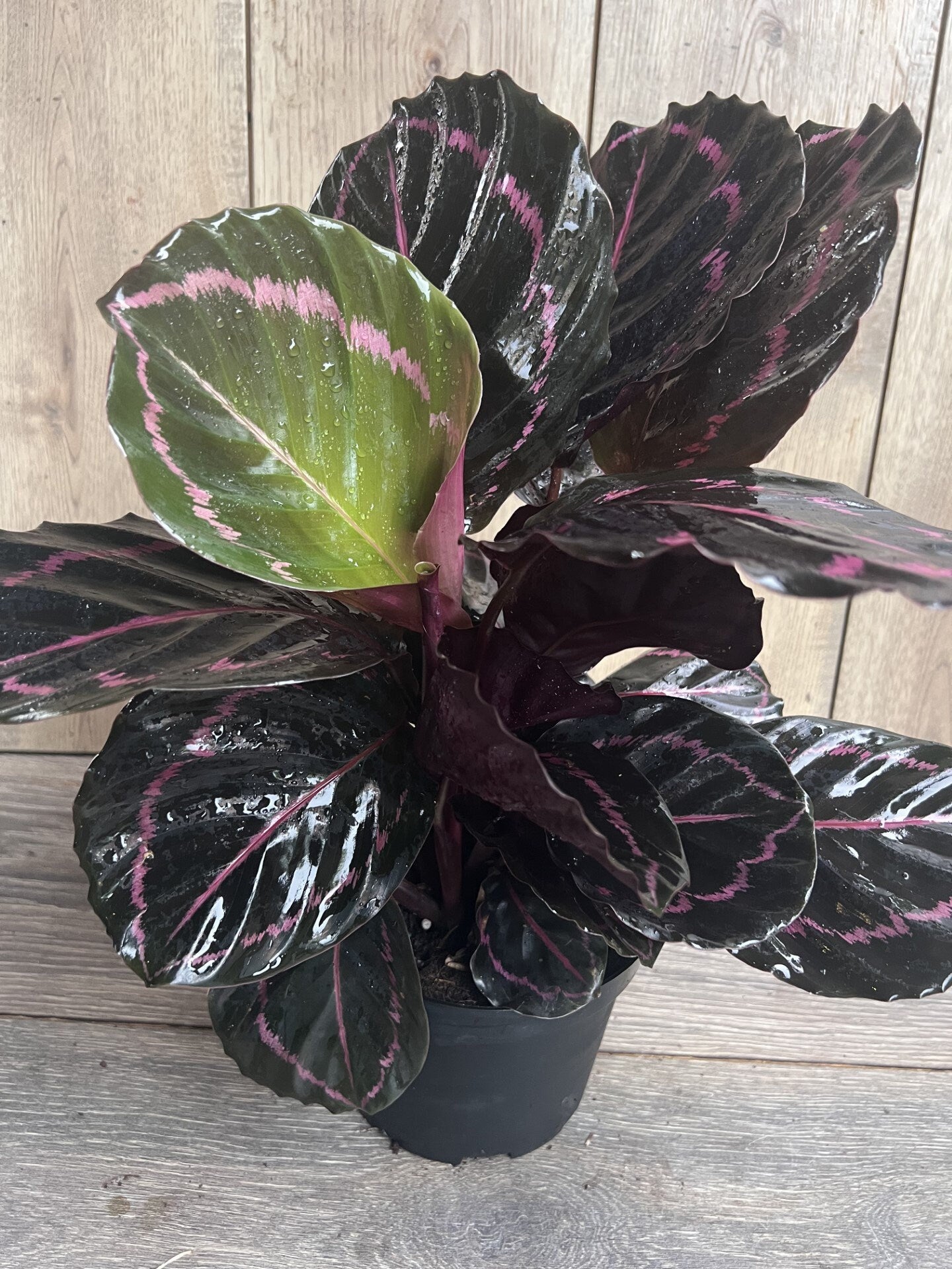 Calathea Dottie in 6" Pot, prayer plant