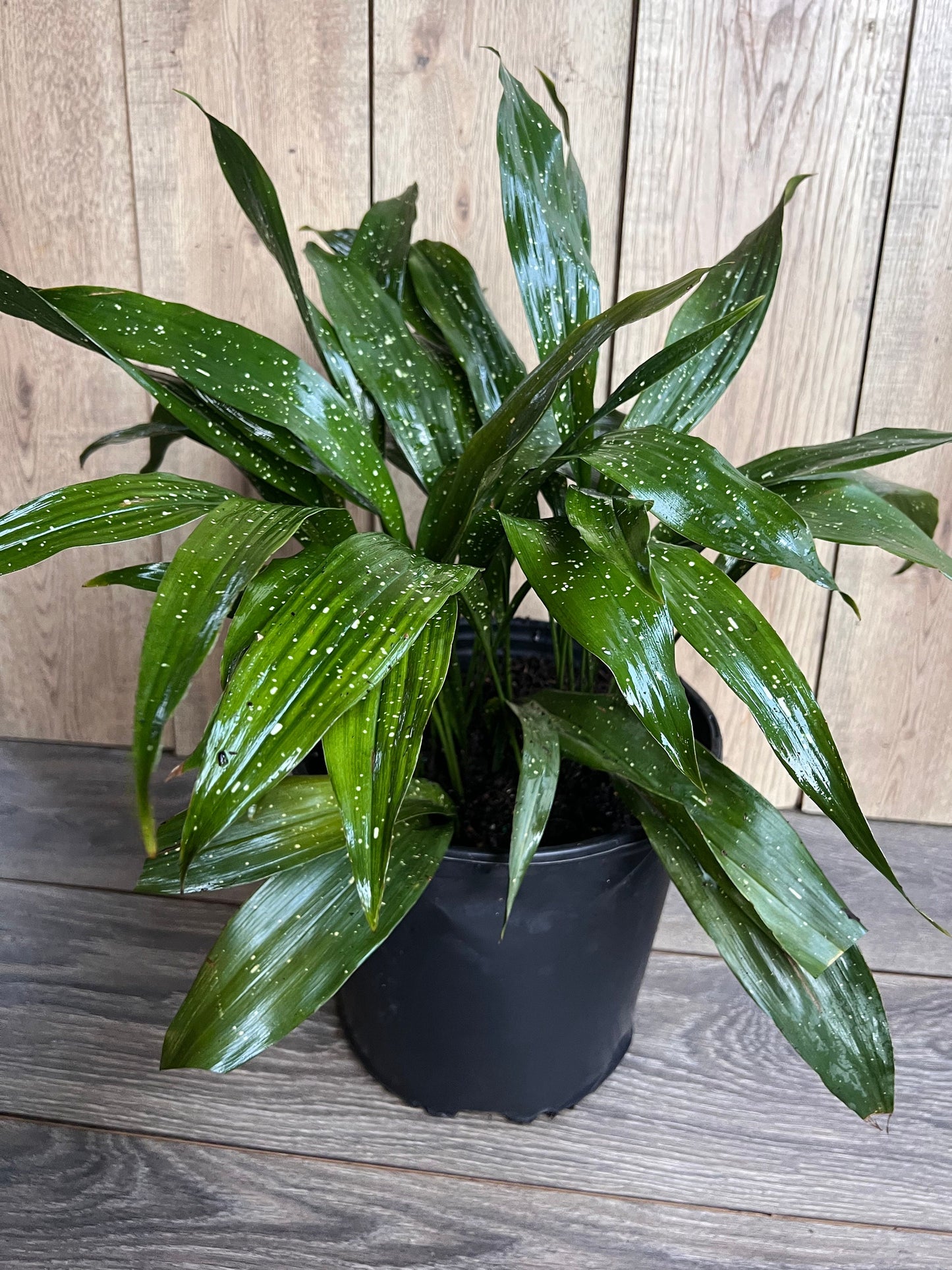 Aspidistra Elatior 'Milky Way'  in 10" pot, Cast Ireon Plant
