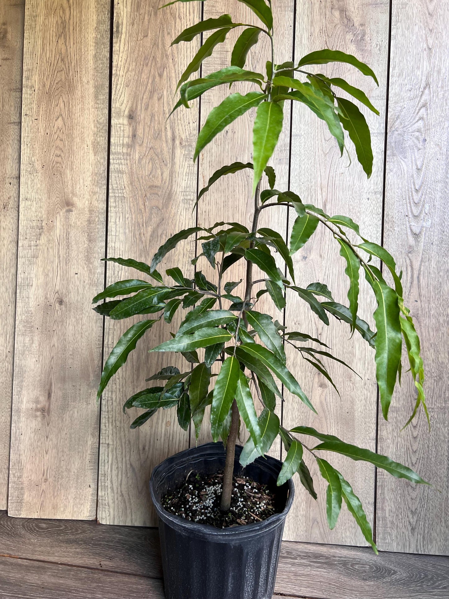 Mast Tree, Polyalthia longifolia in 3 gallon Pot
