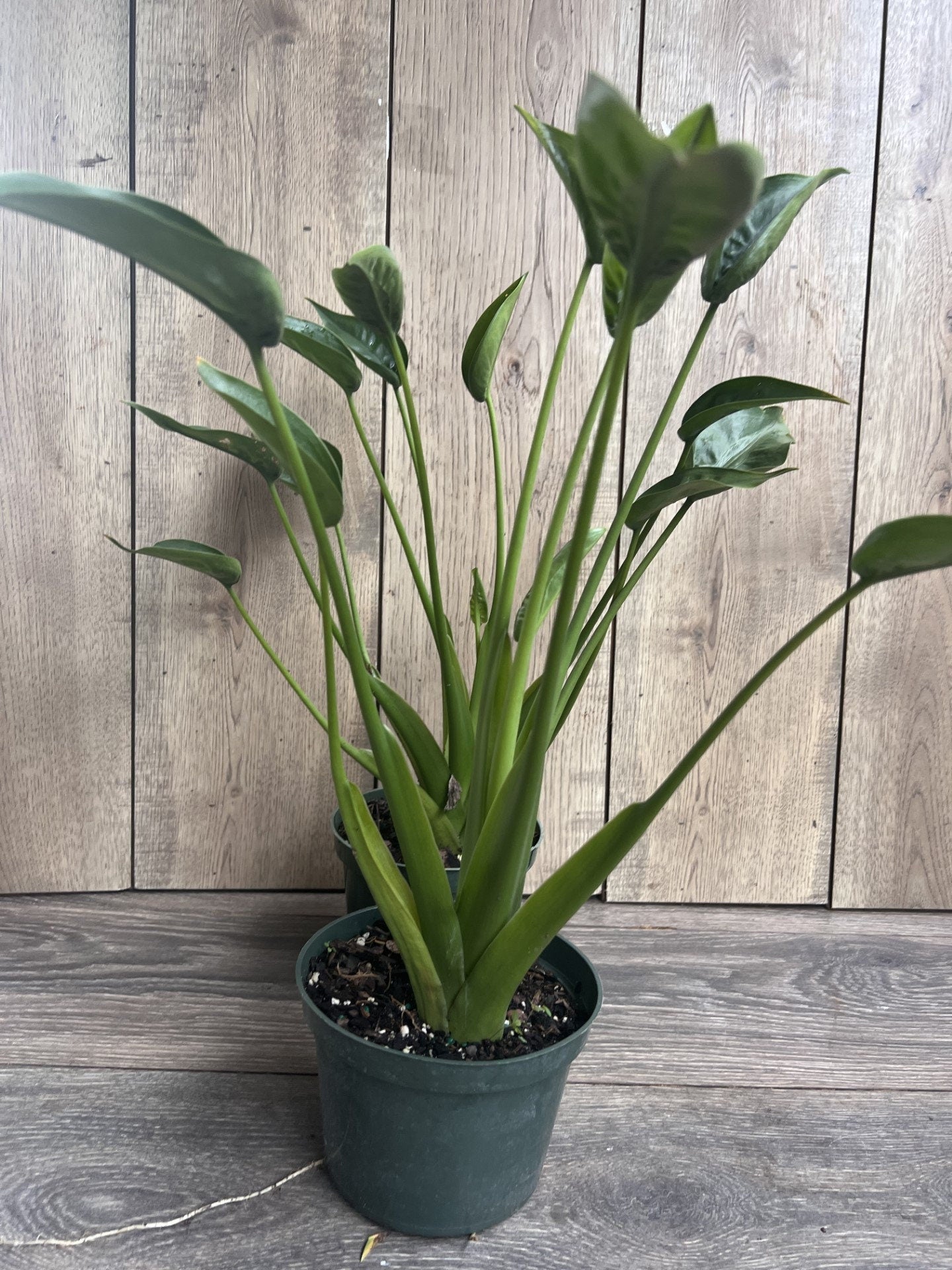 Alocasia Tiny Dancer in 6" Pot, house plant