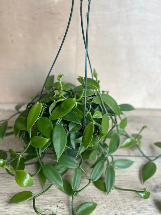 Vanilla planifolia, vanilla bean orchid in 8"HB