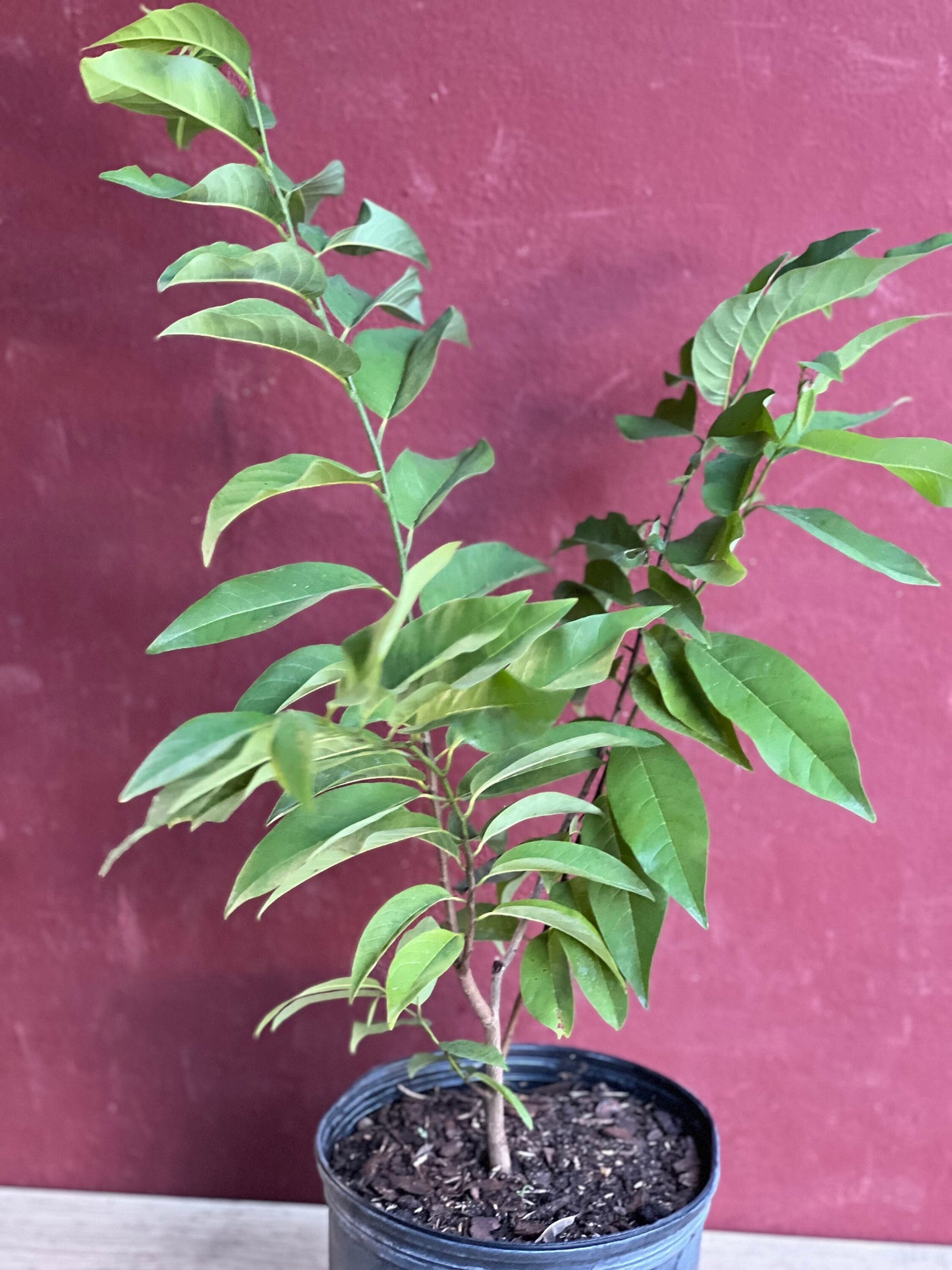 Sugar Apple in 10"  pot , Srikaya, Annona Squamosa, Sweetsop Tree