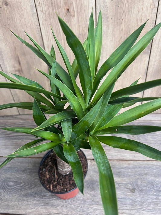Dracaena Yucca Cane,  Yucca Elephantipes ,Outdoor .Indoor , in 6"inches Pot