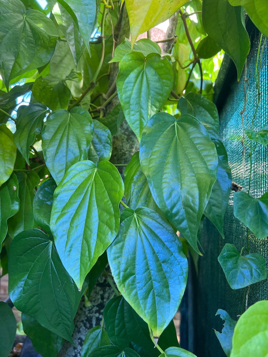 Betel Leaf Plant, Piper Betel in 4" Pot , Daun Sirih Plant ,