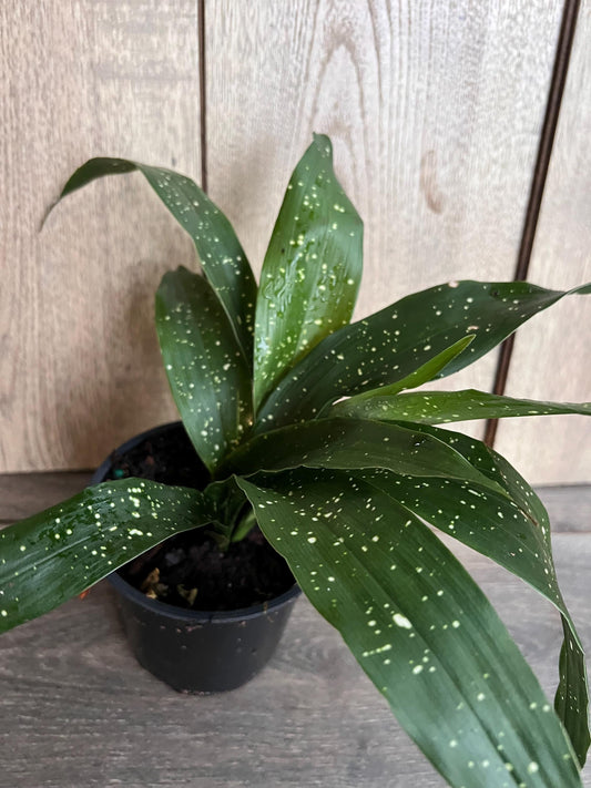 Aspidistra Elatior 'Milky Way' 4" Pot