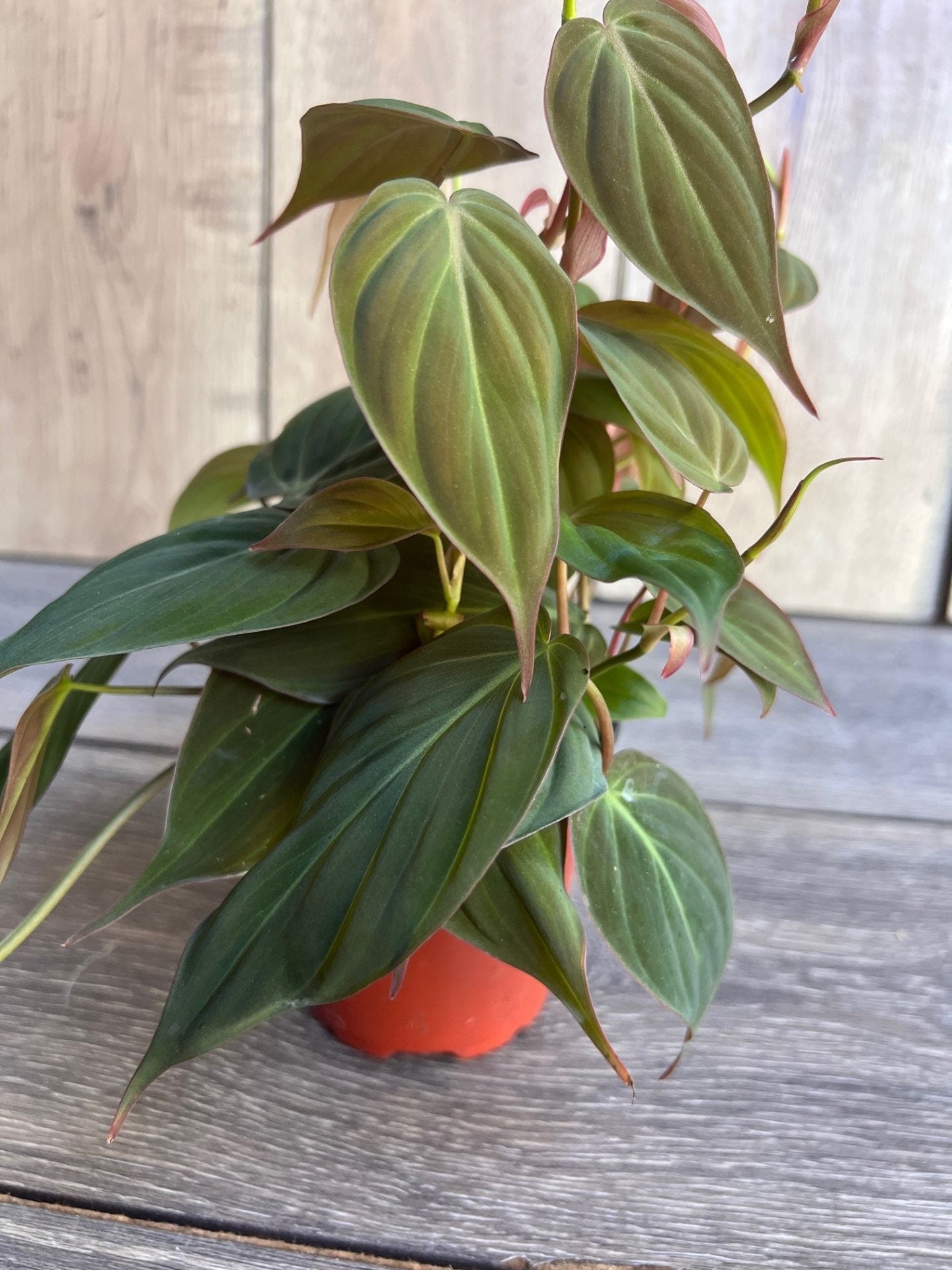 Philodendron Micans in 4" Pot