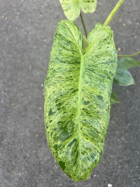 Philodendron Paraiso Verde in 4" Pot, Limited, High Variegation