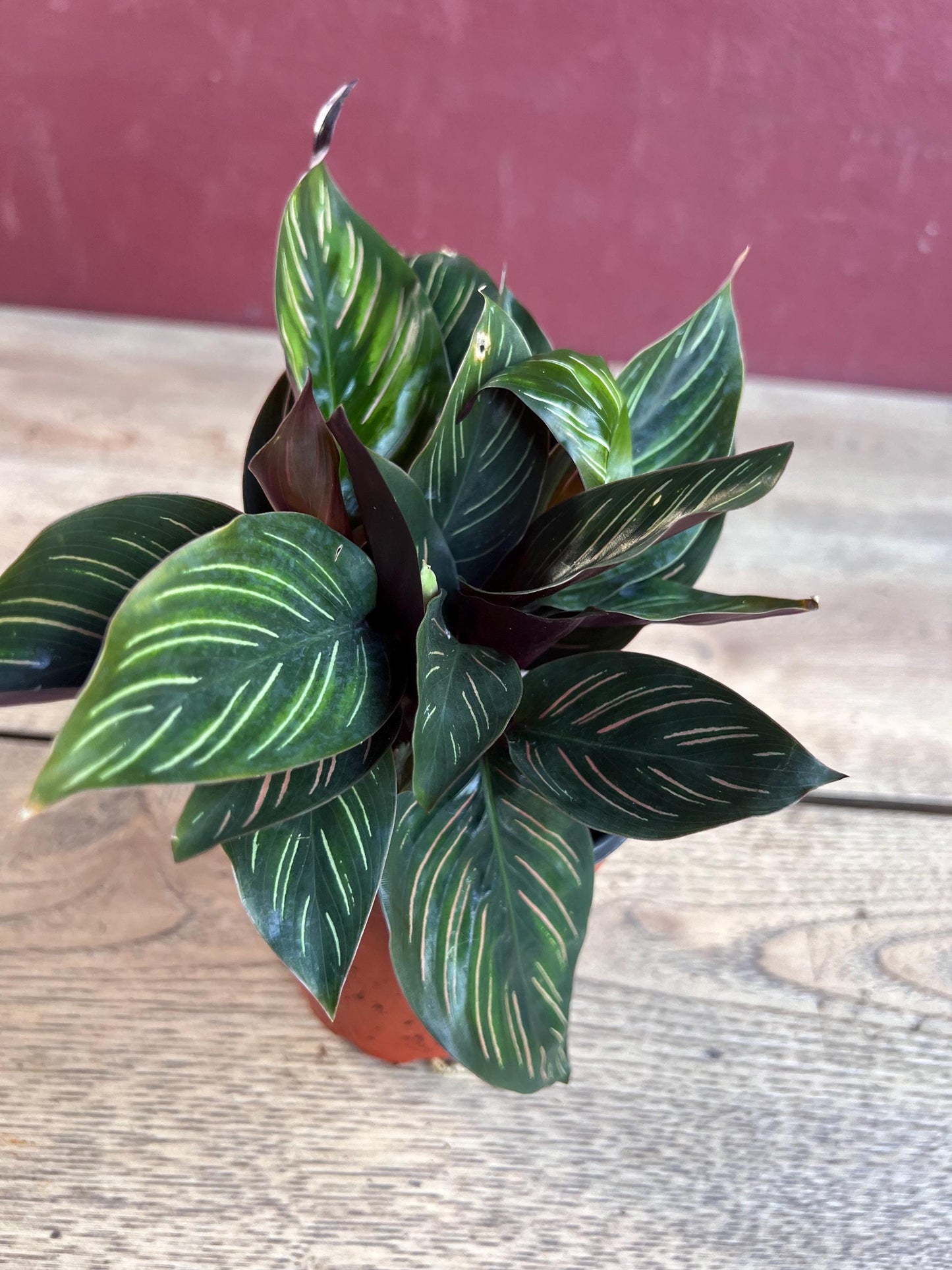 Calathea Beauty Star - Calathea , in 4" pot, Prayer Plant