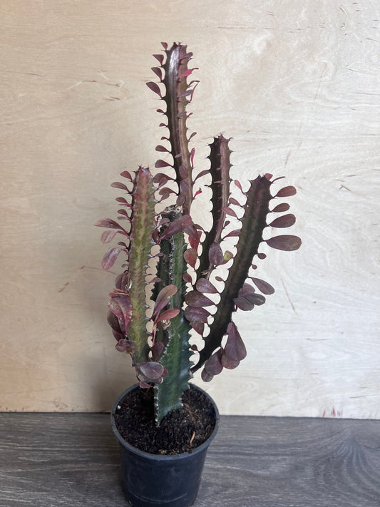 Trigona Purple in 4", African Milk Tree, Cactus, Succulent, Live plant