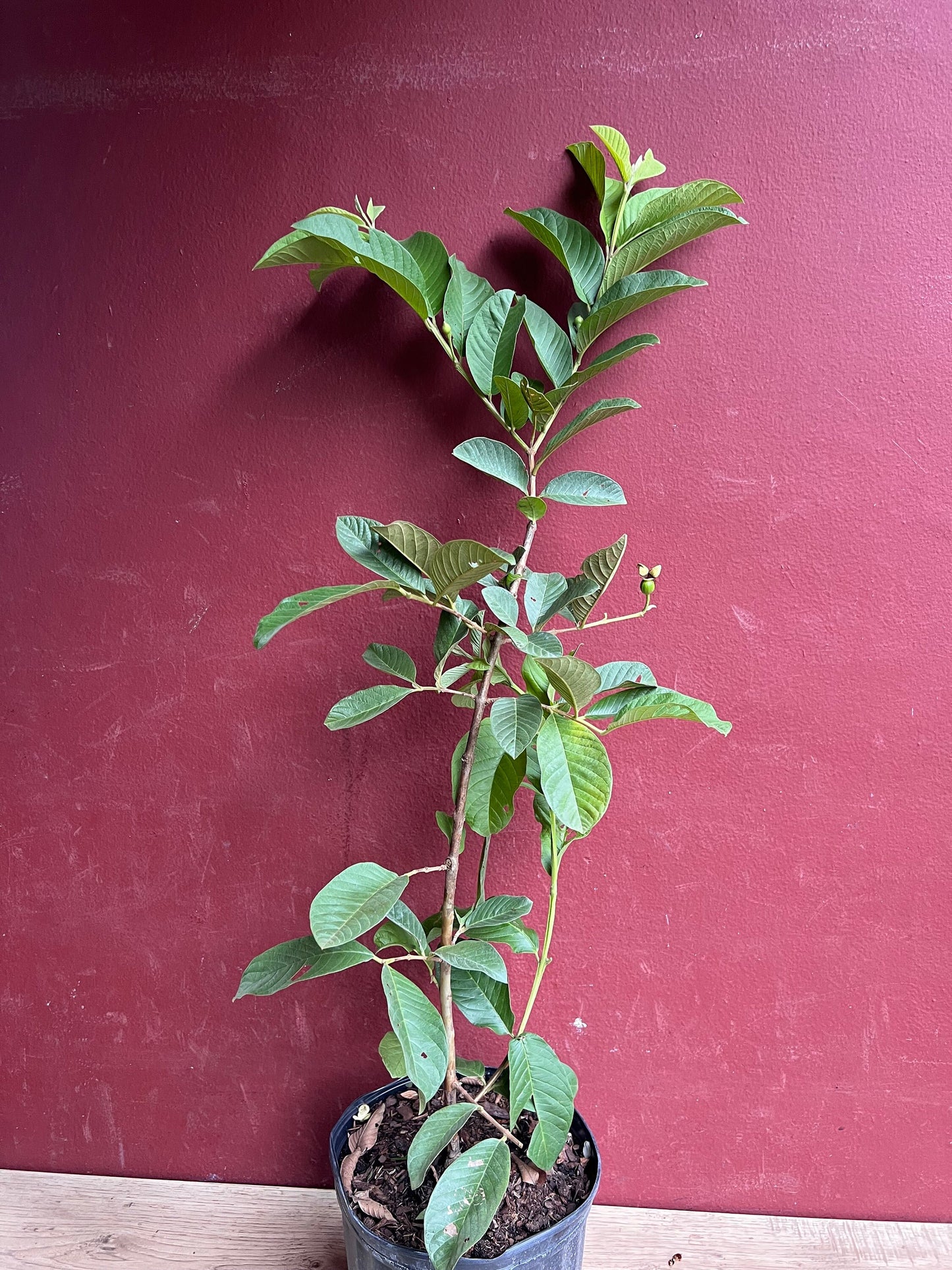 Thai Guava, in 10" Pot, Jambu Batu, Psidium guajava, Ferang, White Guava tree, No Ship to CA and HI