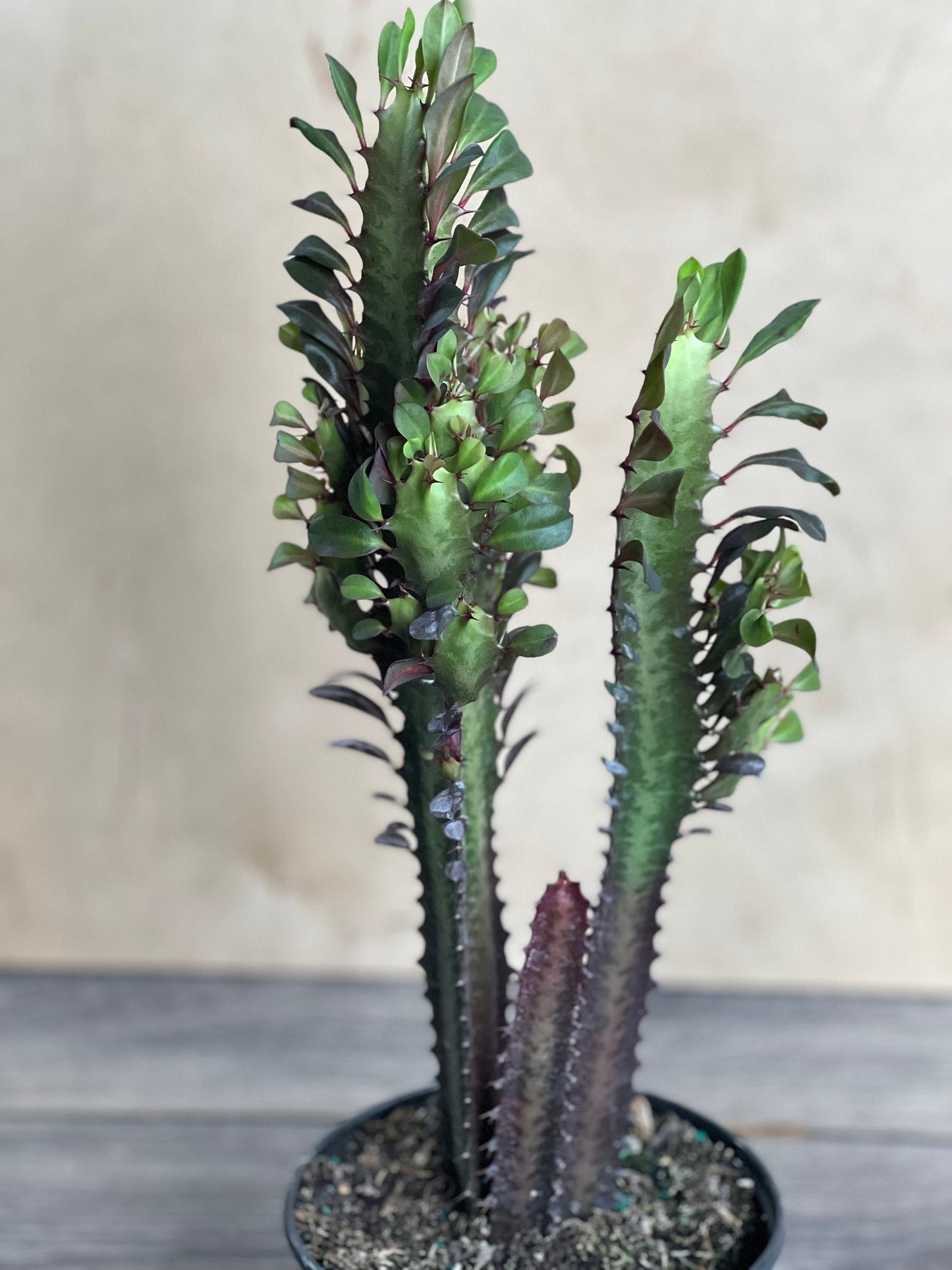 Trigona in 6", African Milk Tree, Cactus, Succulent, Live plant
